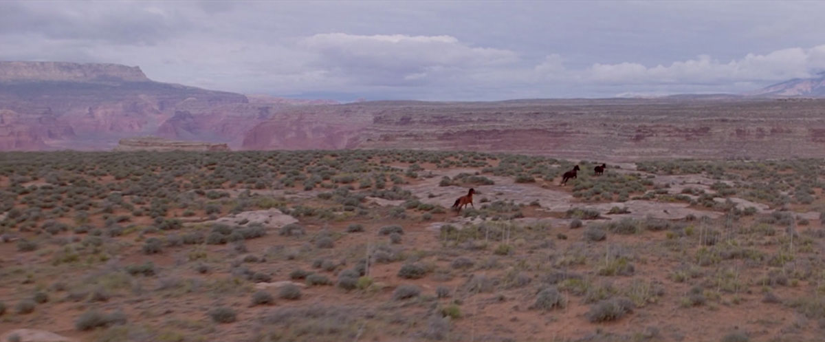 chevaux-