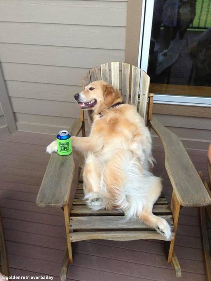 chienne-qui-ne-sait-pas-ce-qu-elle-fait-10