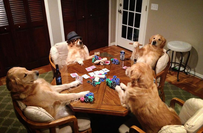 chienne-qui-ne-sait-pas-ce-qu-elle-fait-13