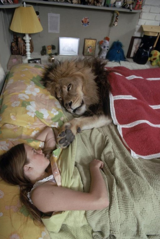 dormir-lion