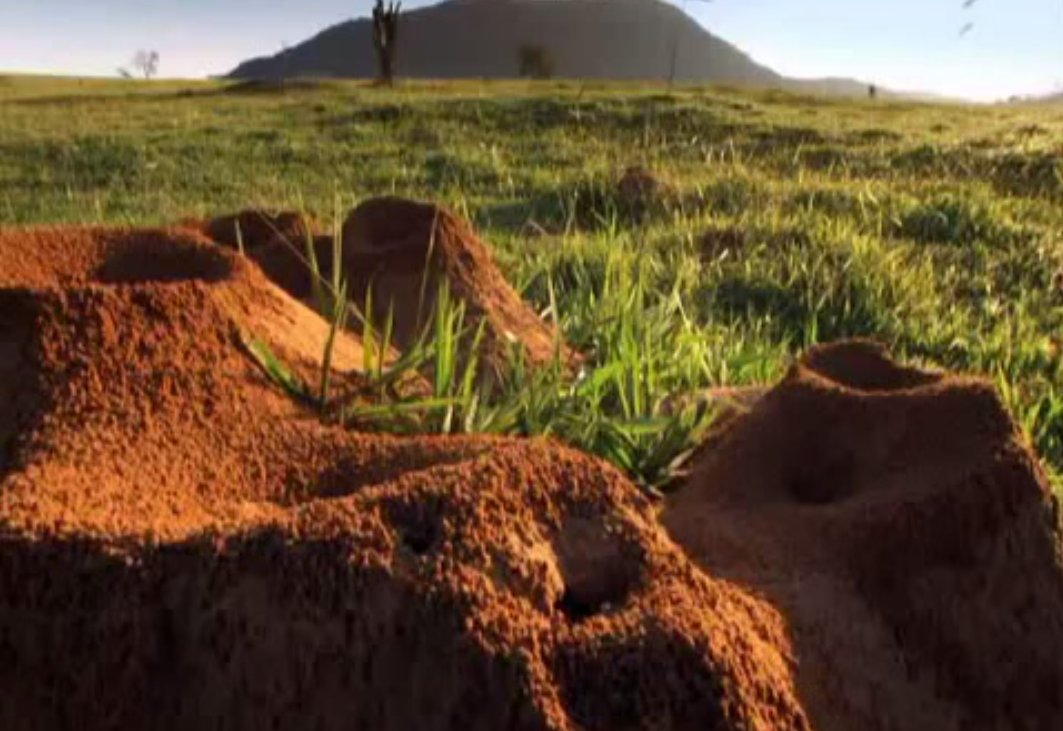 excavation-fourmiliere-capture-01