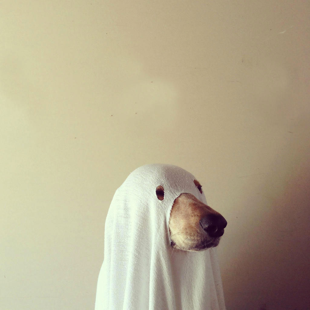 fantome-chien