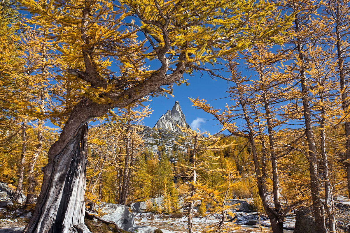 feuilles-jaunes-arbres-neige