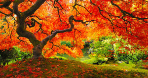 foret-une2-750x394