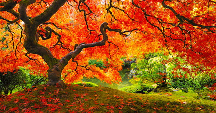 foret-une2-750x394
