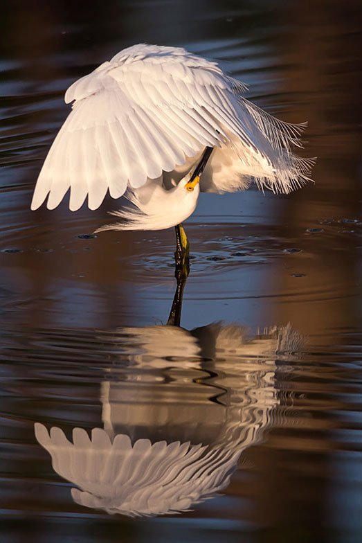heron-blanc-mac