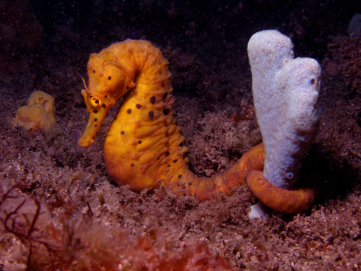 hippocampe