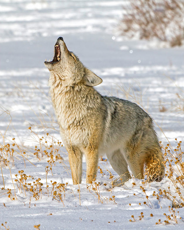 loup-hurle-neige