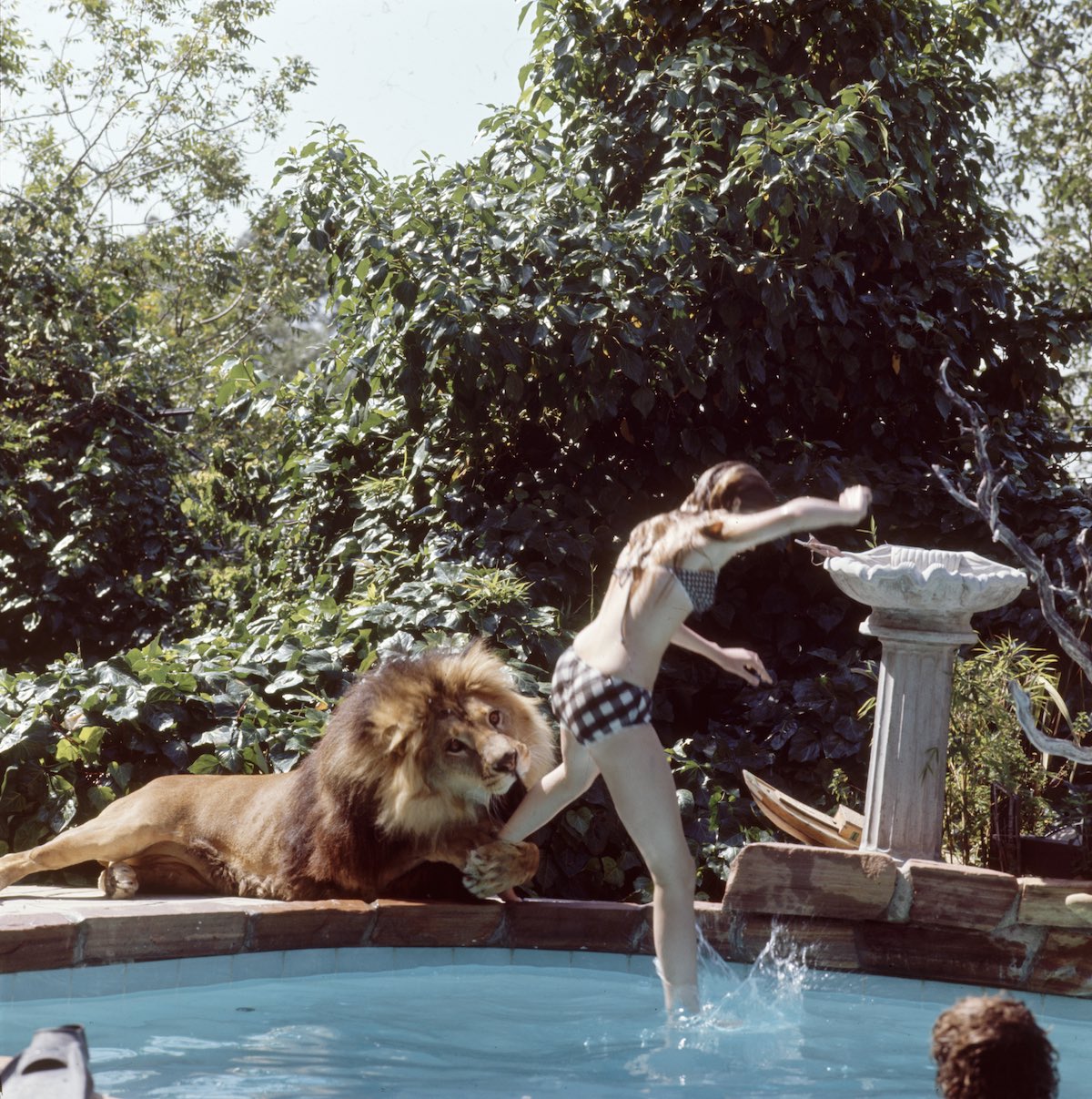 mordille-plongeon