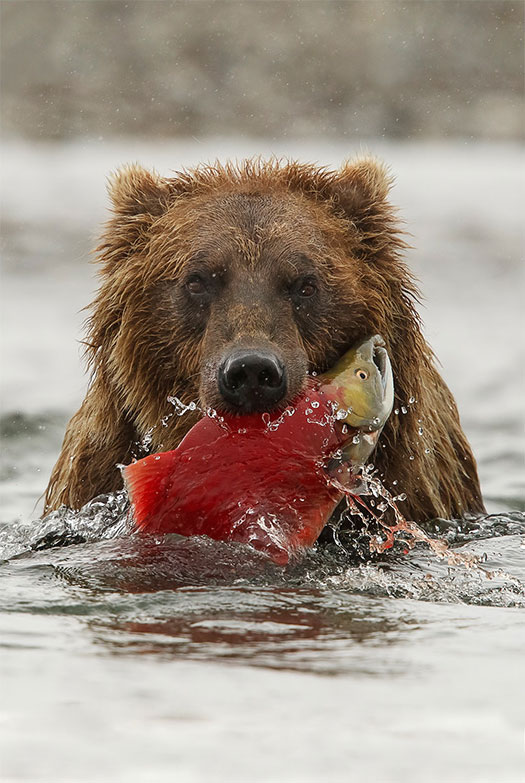ours-tient-saumon-gueule