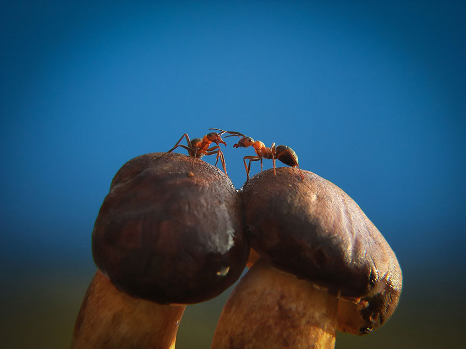 photographies-champignons-vyacheslav-mishchenko-06