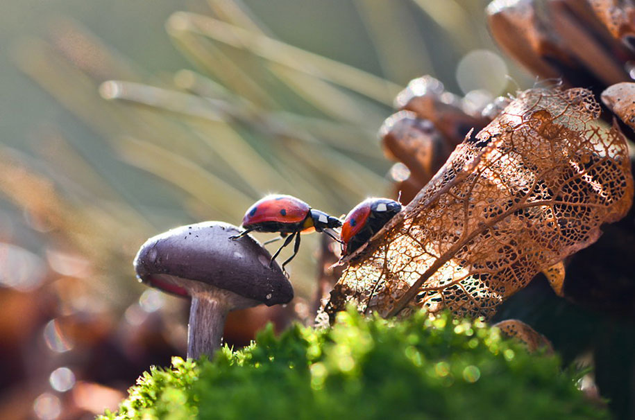 photographies-champignons-vyacheslav-mishchenko-11