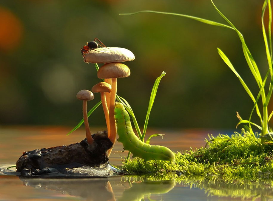 photographies-champignons-vyacheslav-mishchenko-13