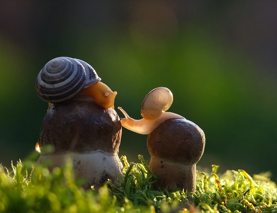 photographies-champignons-vyacheslav-mishchenko-15
