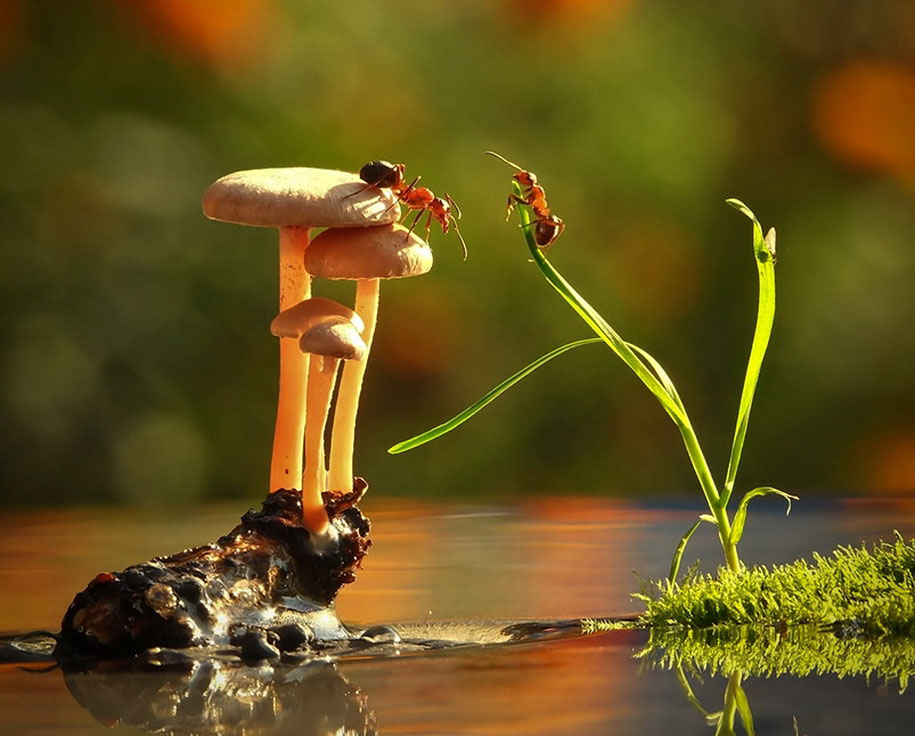 photographies-champignons-vyacheslav-mishchenko-20
