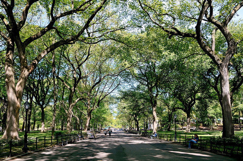 route-sous-arbres