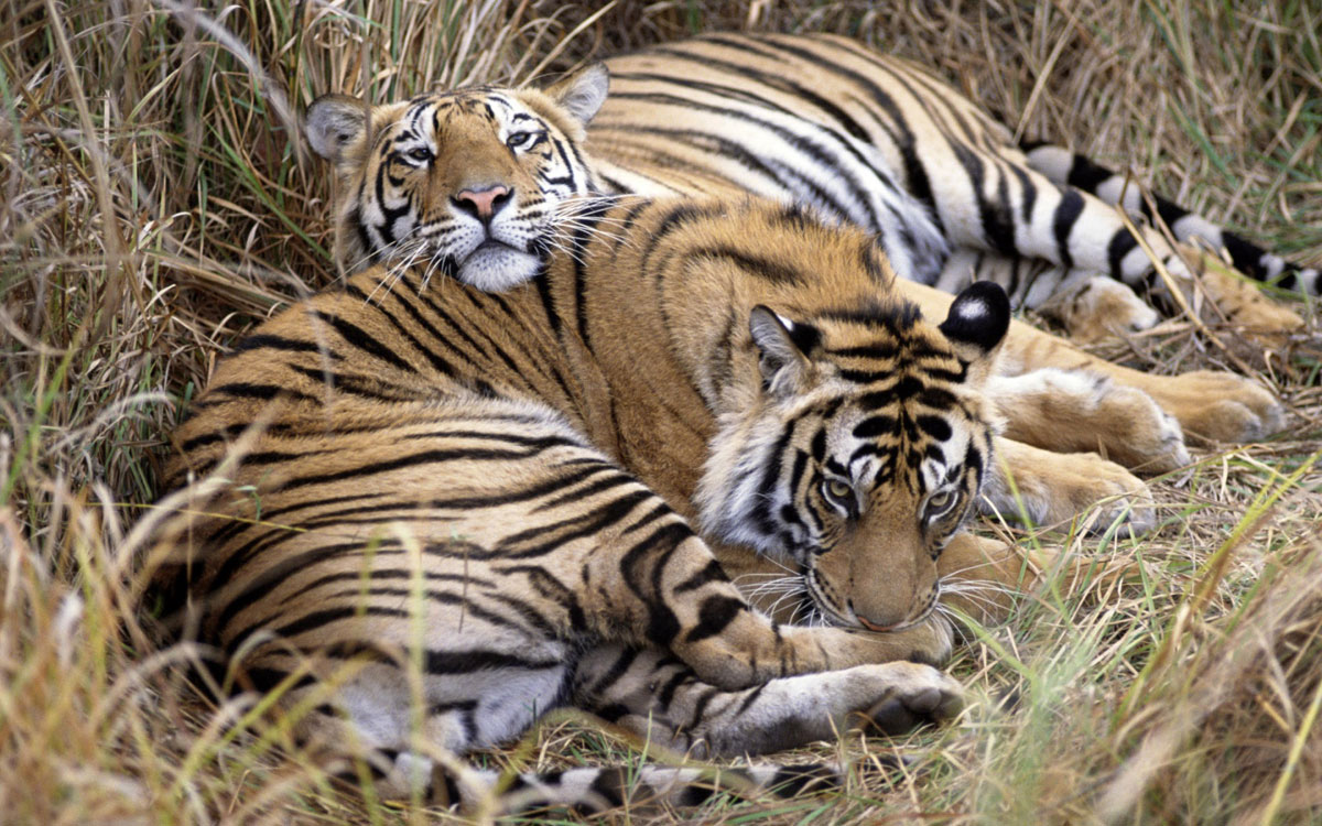 tigres-du-bengale