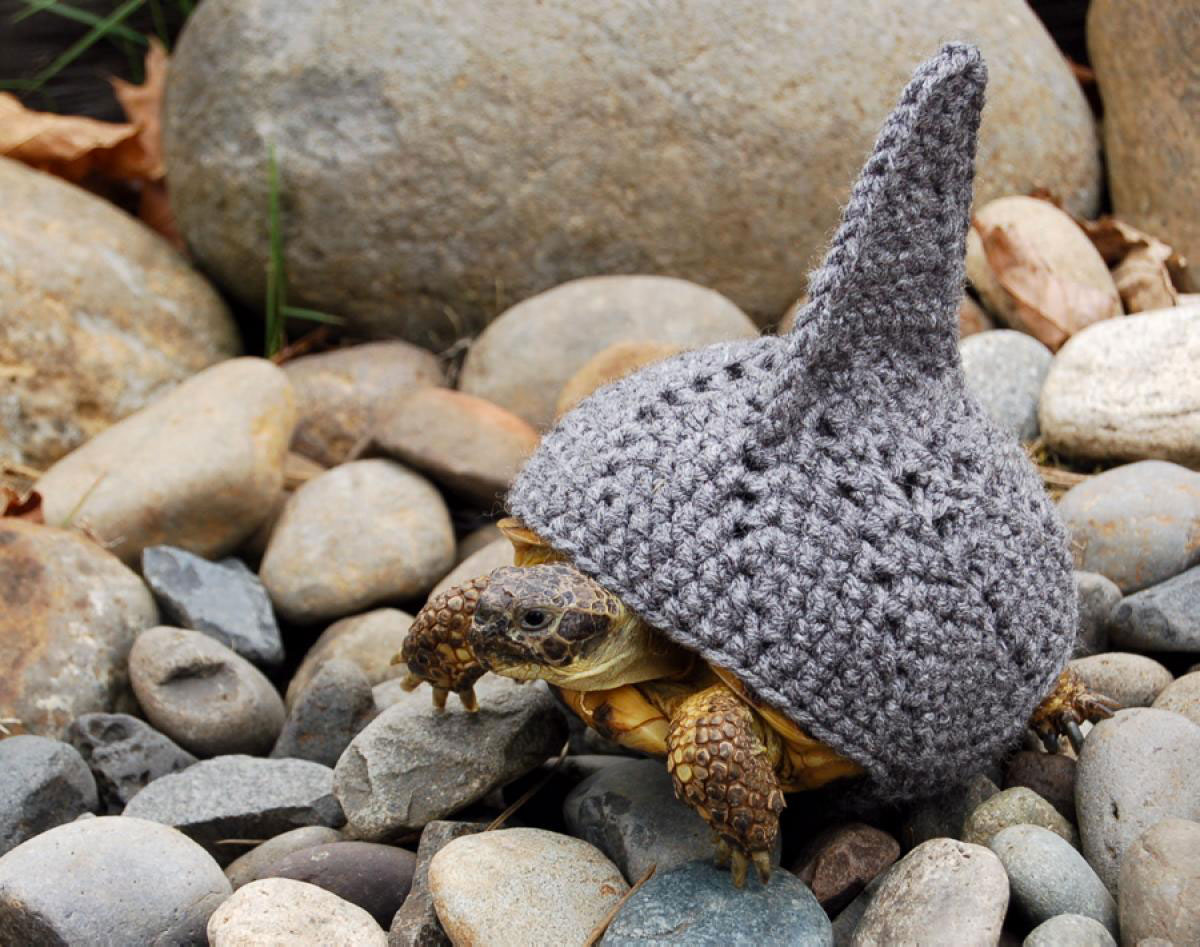 tortue-requin