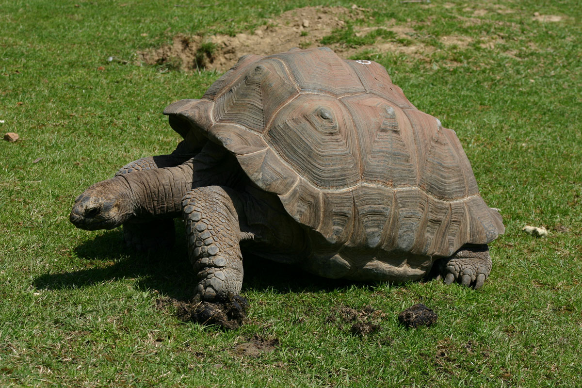 tortue