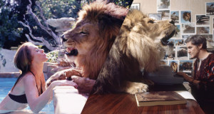 une lion