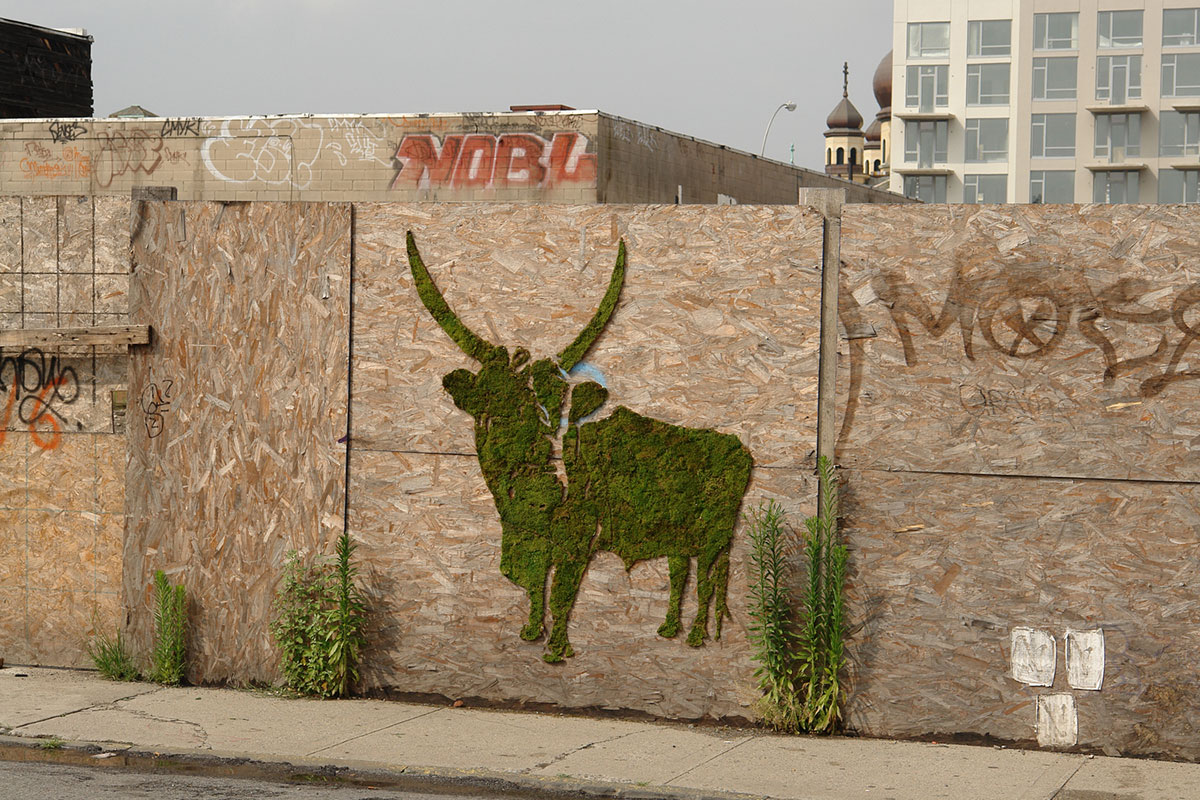 vache-longues-cornes