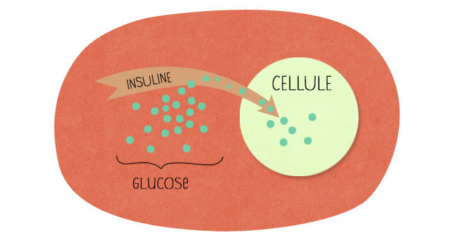 4-resistance-insuline