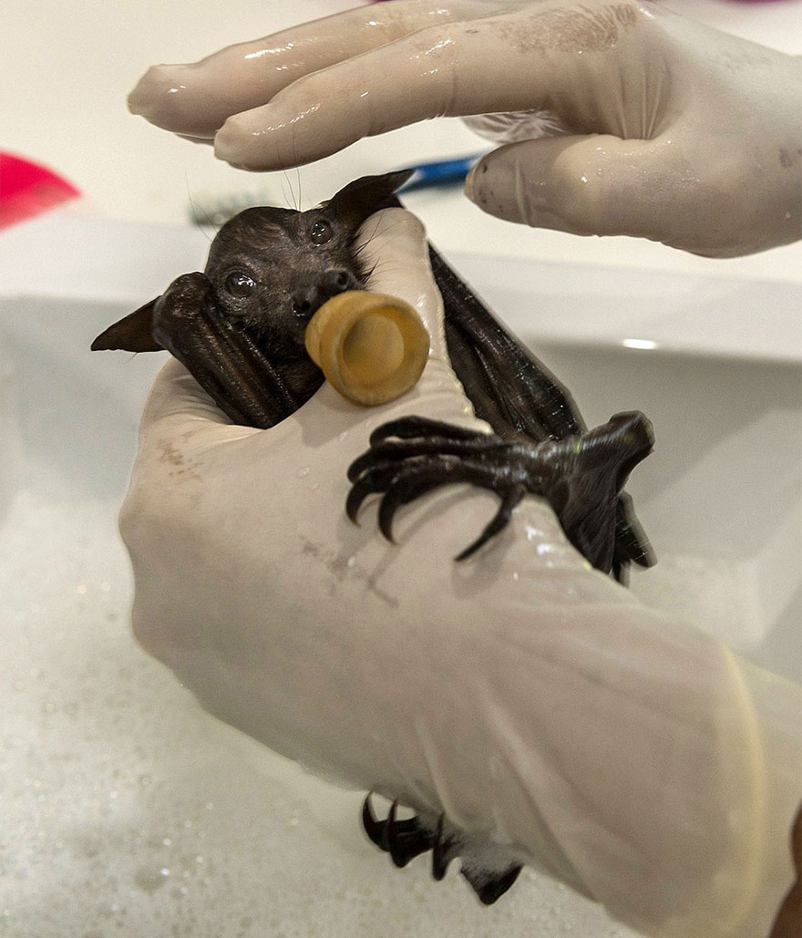 bebe-chauve-souris-prend-douche