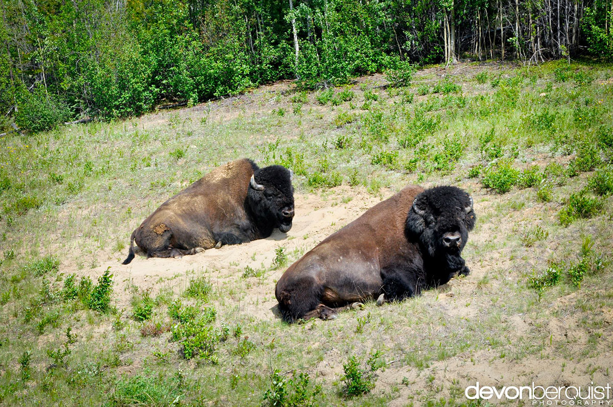 bisons-allonges