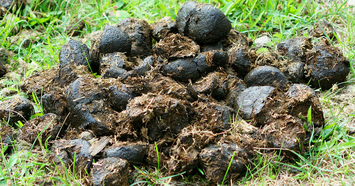 caca