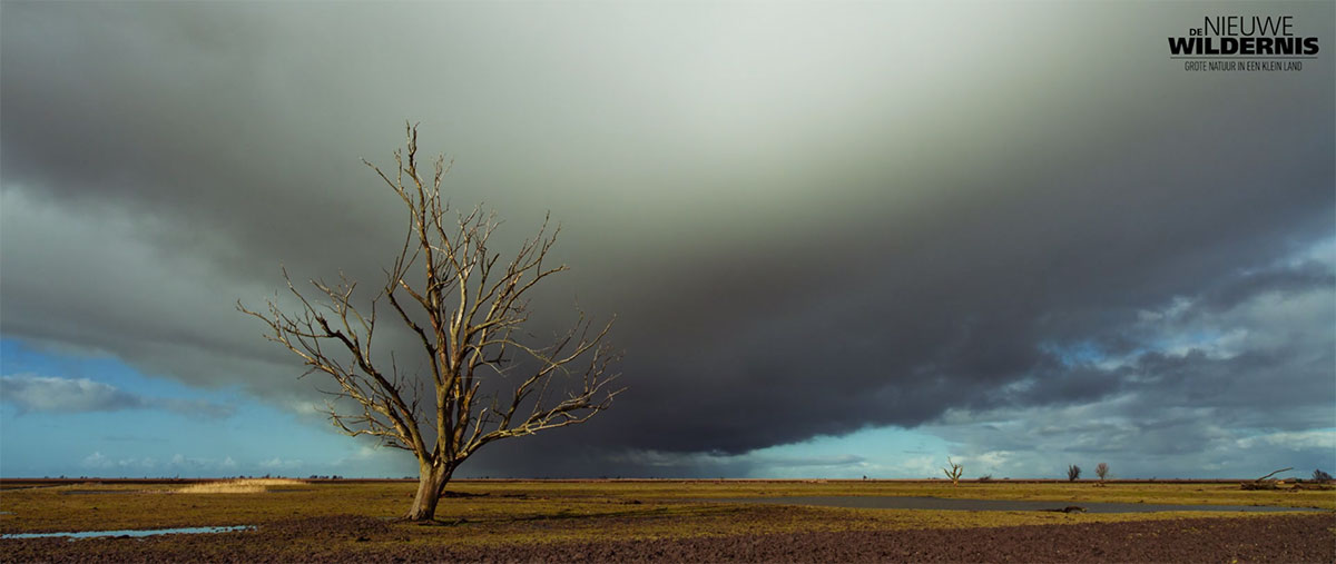 ciel-sombre-arbre