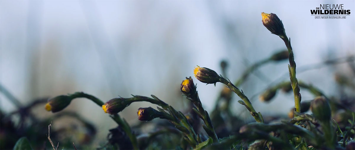 fleur-bourgeons