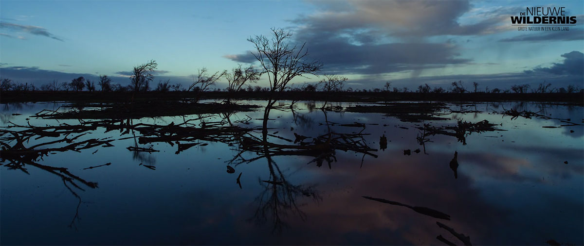 fleuve-arbre