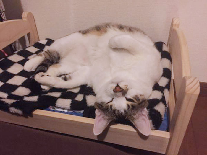 lit-jouets-ikea-devient-lit-pour-chat-13