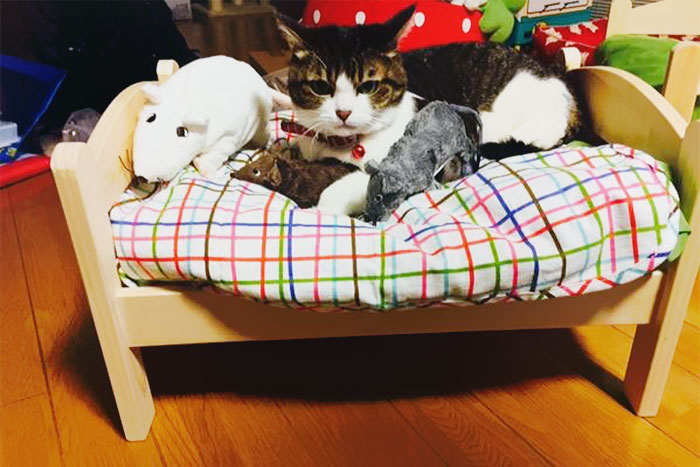 lit-jouets-ikea-devient-lit-pour-chat-14