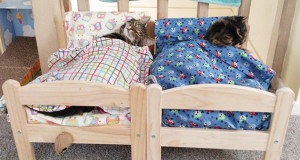 lits-chats-une