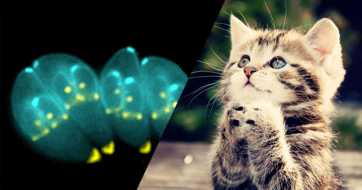 parasite-chat-une-v3