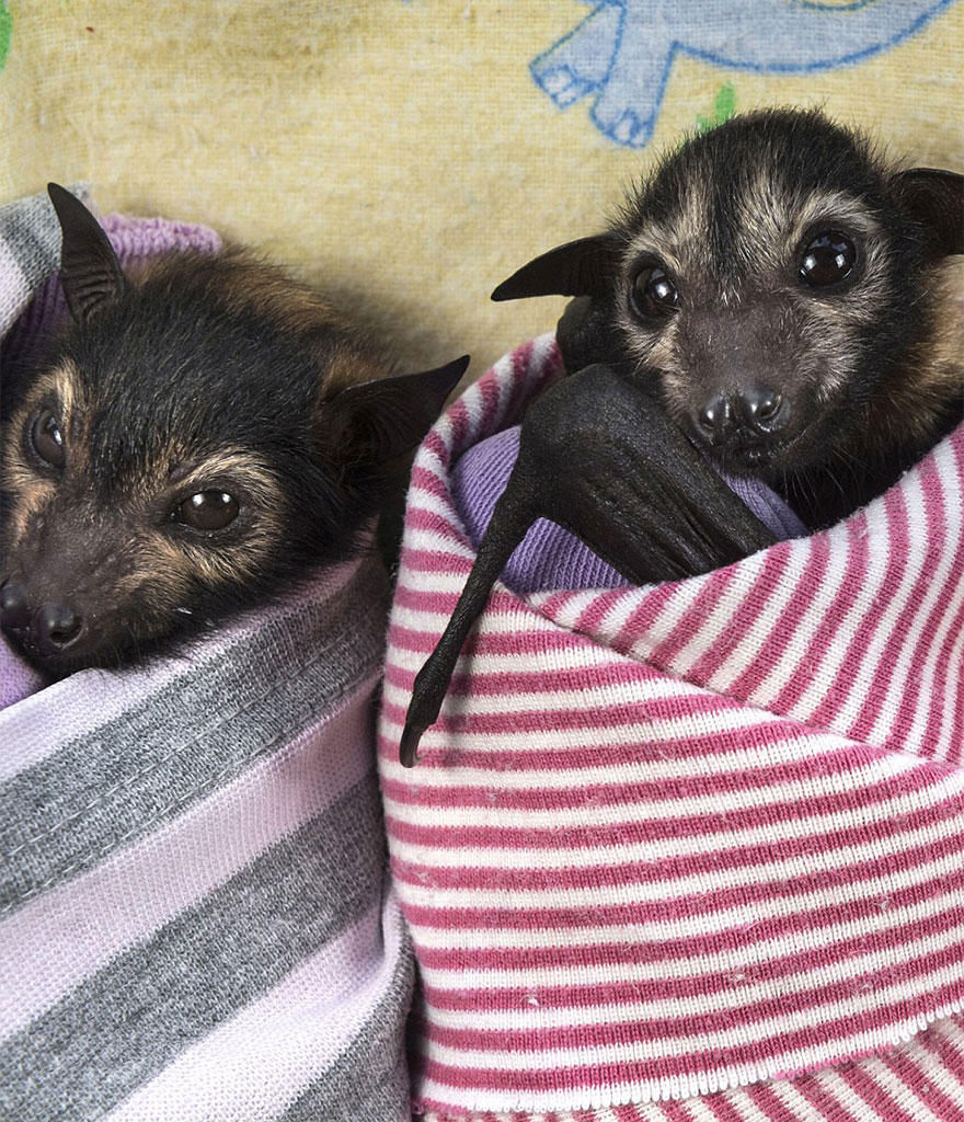 petits-vampires-dans-couette