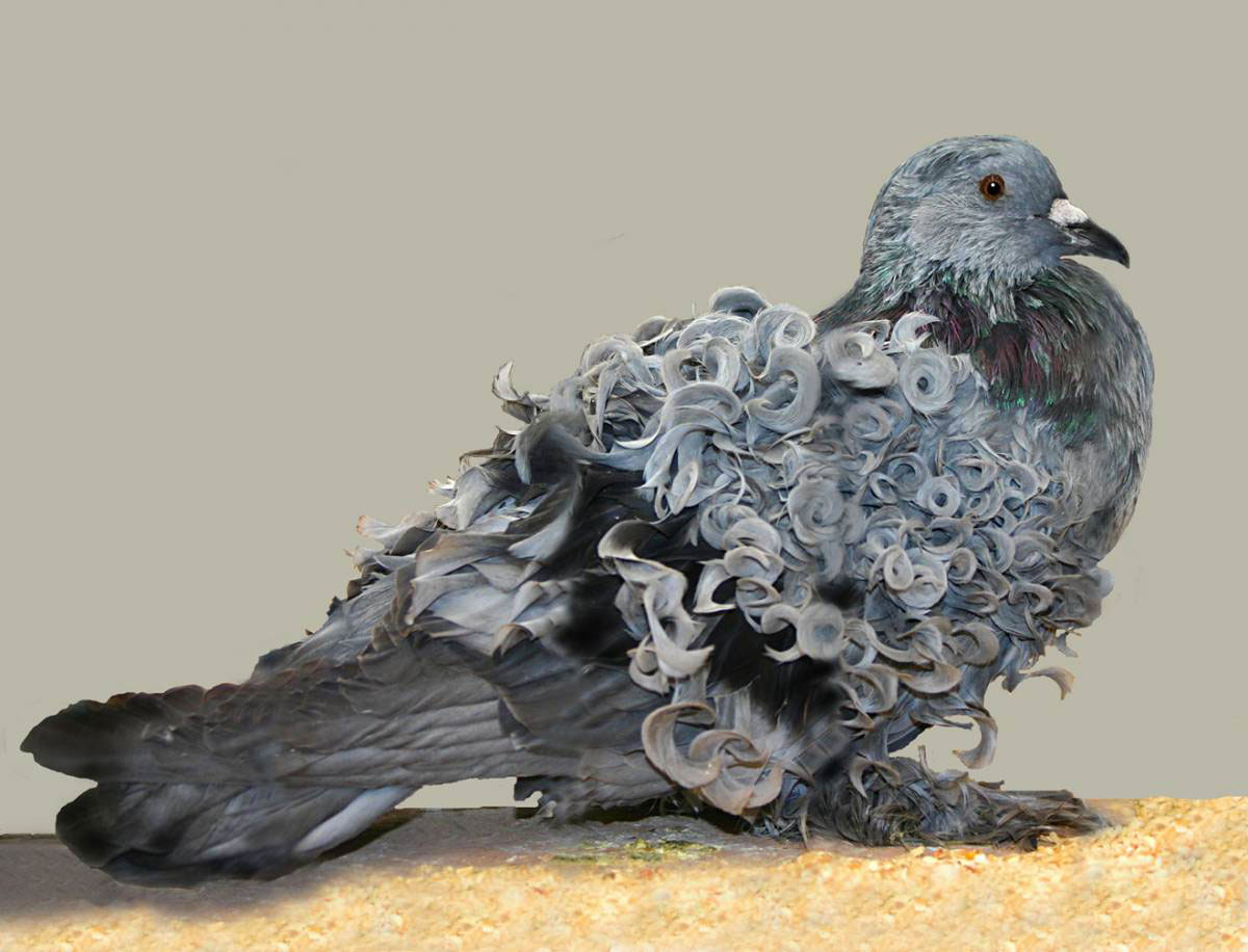 pigeon-bouclé