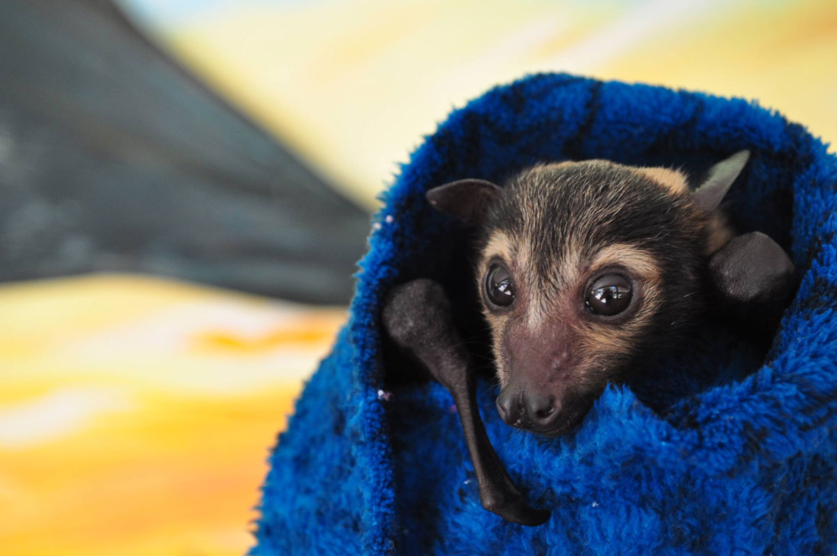tete-chauve-souris-couverture