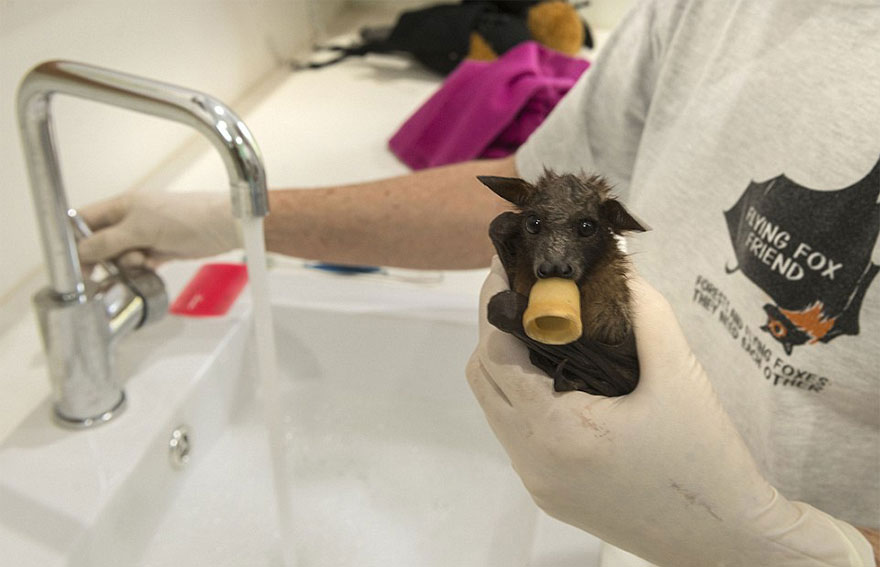 toilette-bebe-chauve-souris