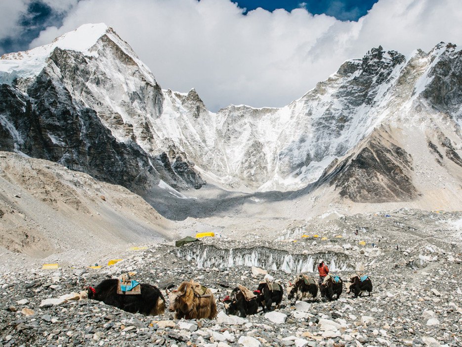 yaks