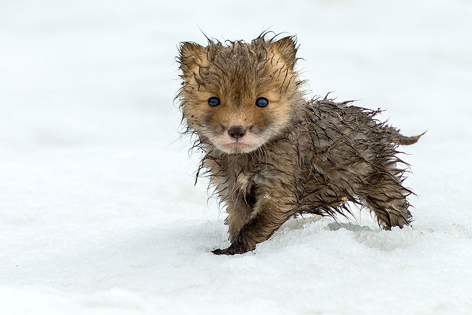 adorable-bebe-renard
