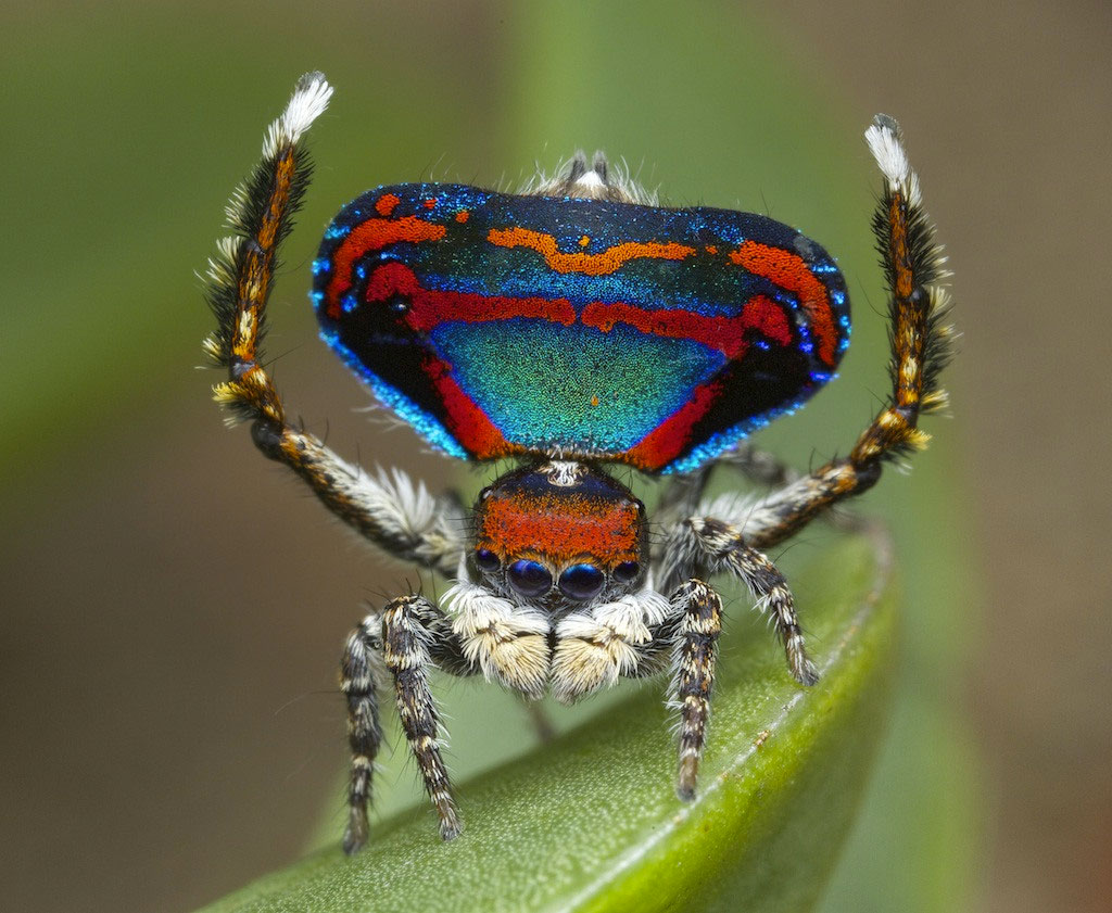 araignee-paon-bleue
