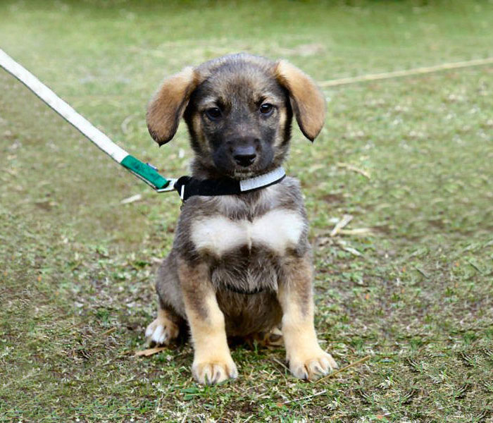 batman-chien