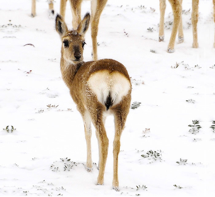 biche-coeur-fesse
