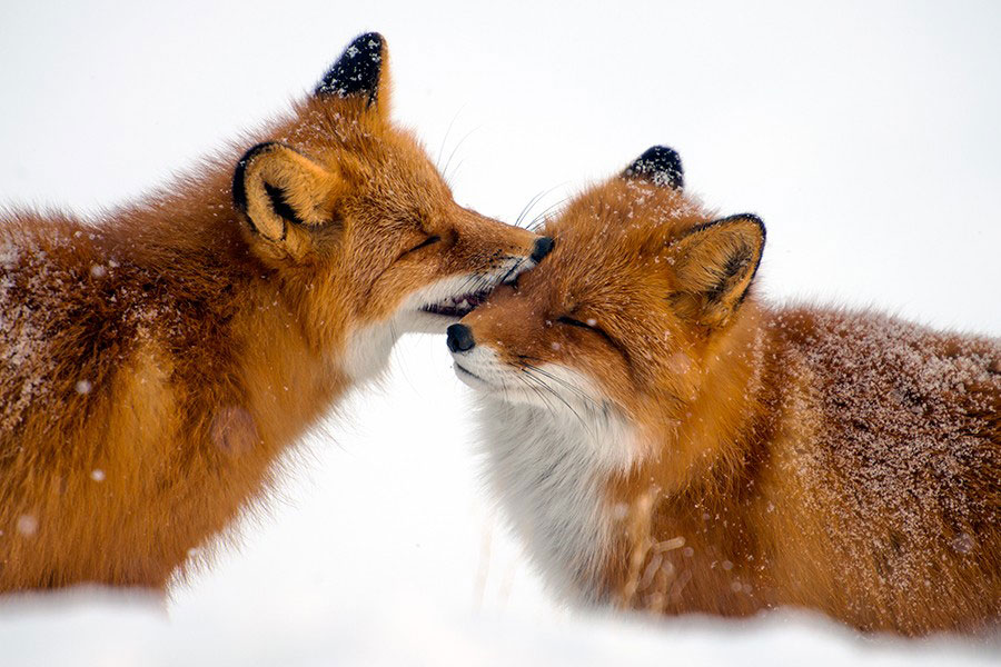 calins-renards
