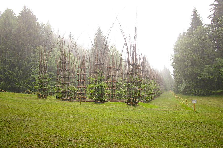 cathedrale-foret