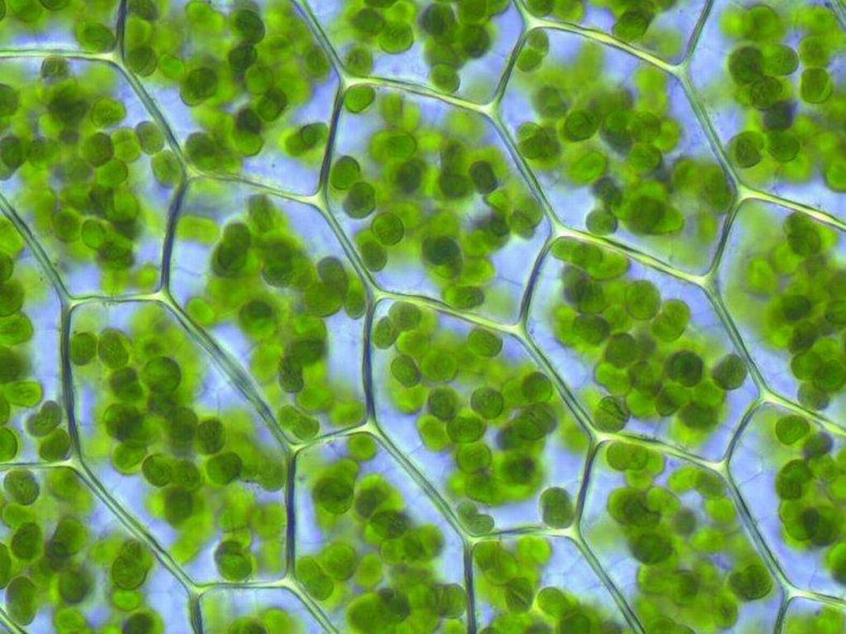 cellules-vegetales-photosynthese