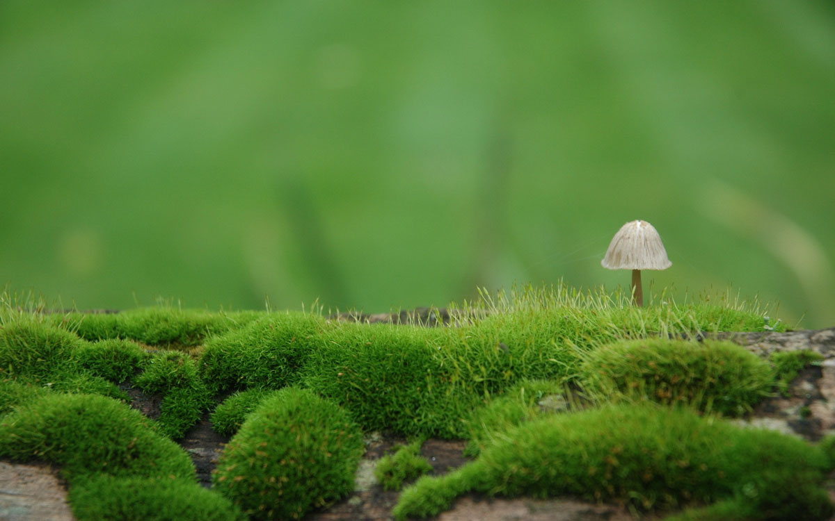 champignon-mousse-nature