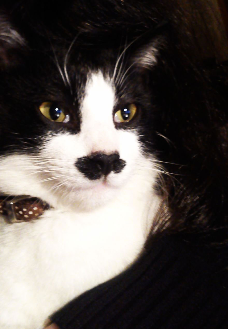 chat-adolfe